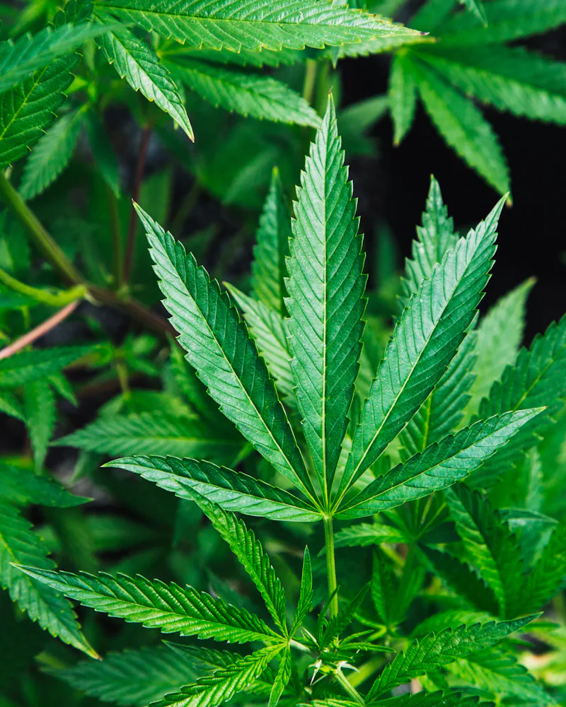Green cannabis leaves
